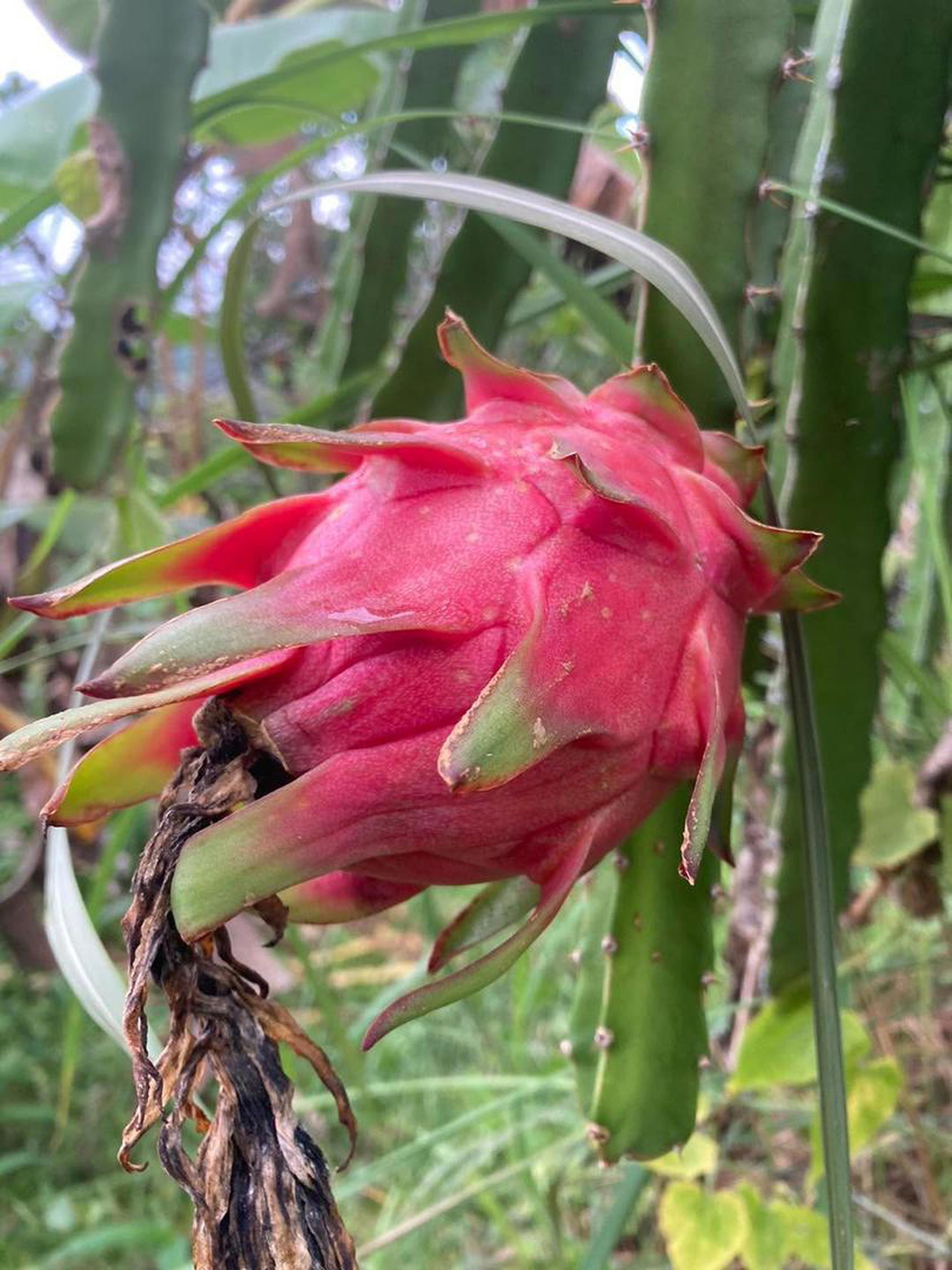 Fruit -Dragon Fruit