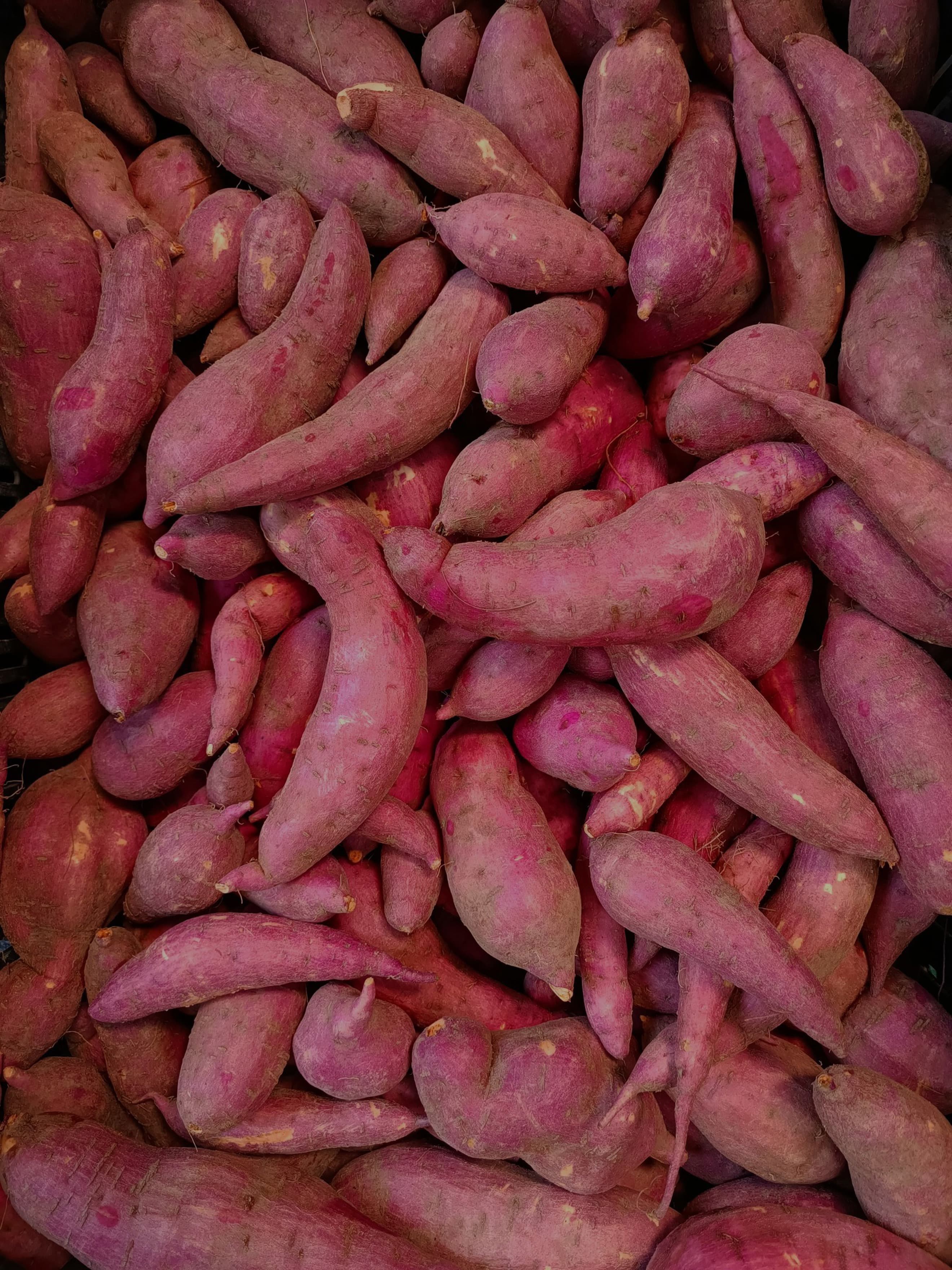 CENTAINNEL AGRICULTURE SWEET POTATO GARNET