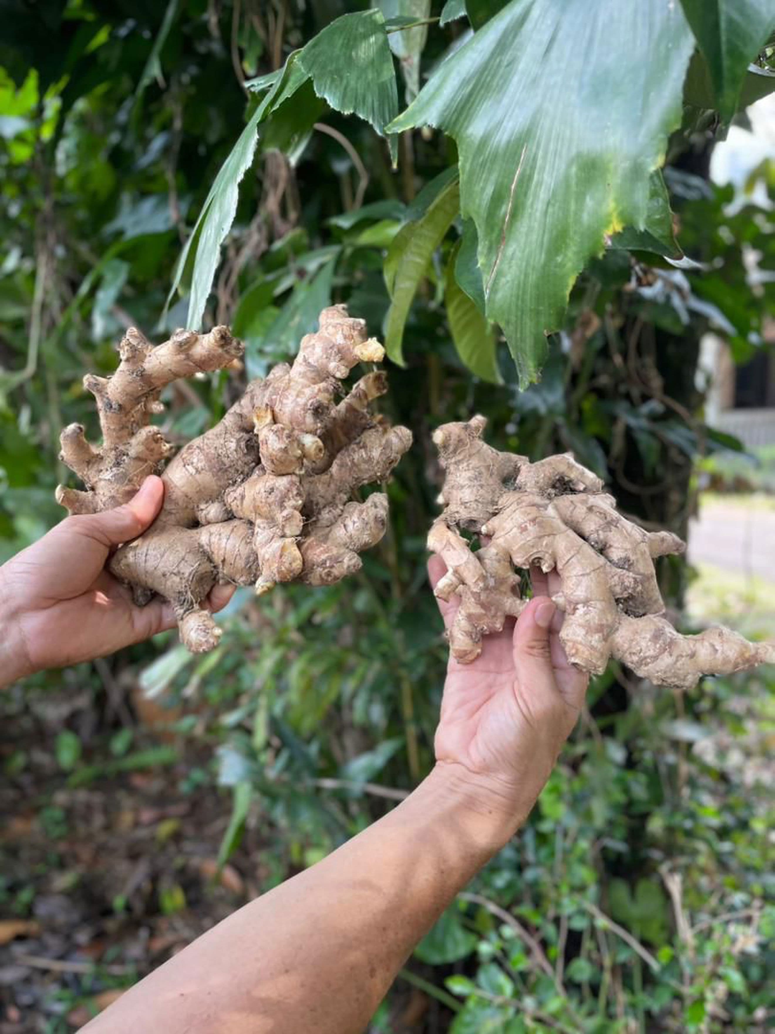 KAMPUNG HARVEST OLD GINGER