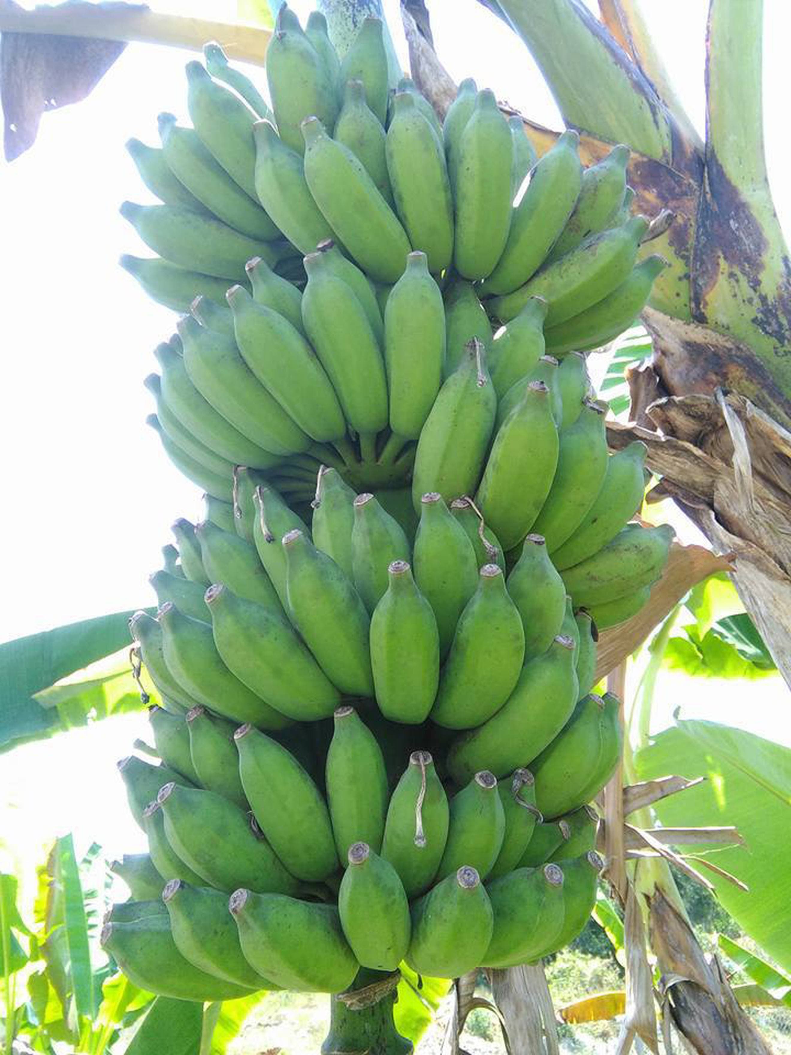 BANANA
